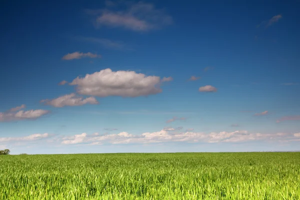 Weizenfeld unter blauem Himmel — Stockfoto