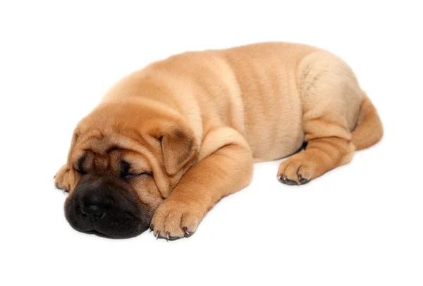 stock image Shar pei puppy dog sleeping