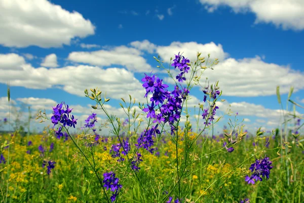 Verano flores del prado — Foto de Stock
