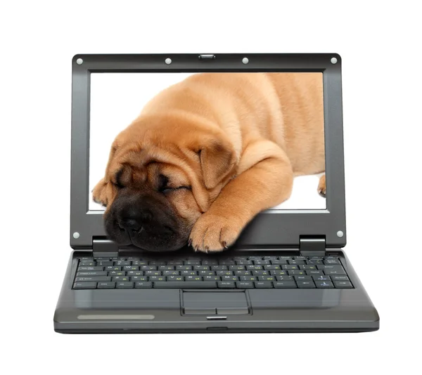 Laptop mit schlafendem Welpen — Stockfoto