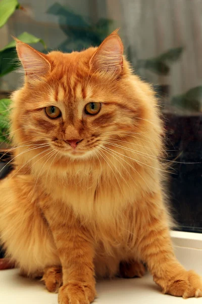 Bobtail rote Katze am Fenster — Stockfoto