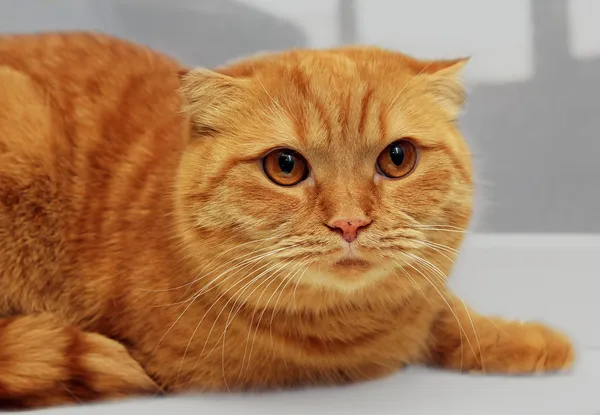 スコティッシュフォールド純血種の赤い猫 — ストック写真