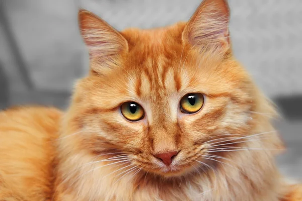 꼬리 자른 빨간 고양이 — 스톡 사진