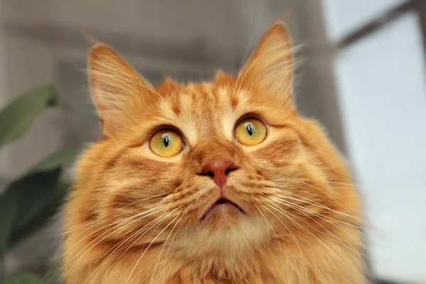 Рыжая кошка смотрит вверх — стоковое фото