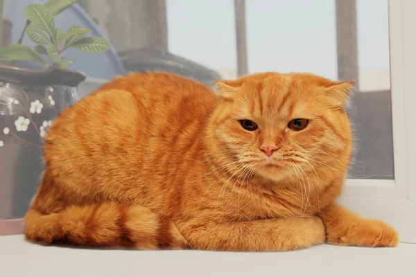 Missnöjd scottish fold röd katt — Stockfoto