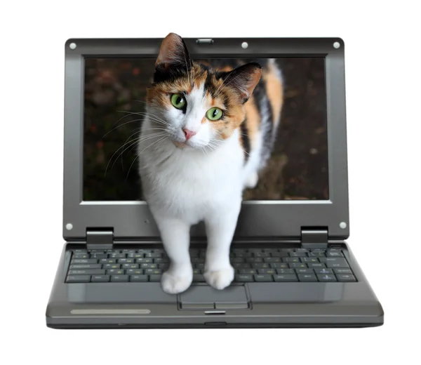 Μικρό φορητό υπολογιστή με γάτα — Φωτογραφία Αρχείου