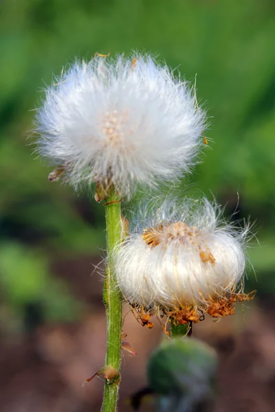 Bolyhos tavaszi növény — Stock Fotó