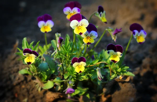 Flores pequeñas de pansy — Foto de Stock