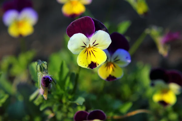 Flores pequeñas de pansy — Foto de Stock