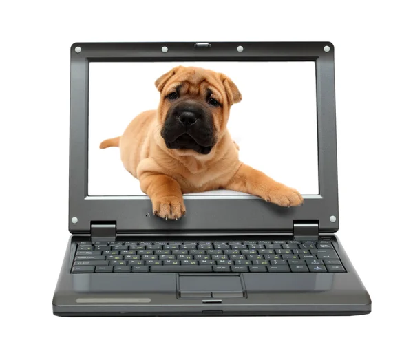 Маленький ноутбук с щенком — стоковое фото
