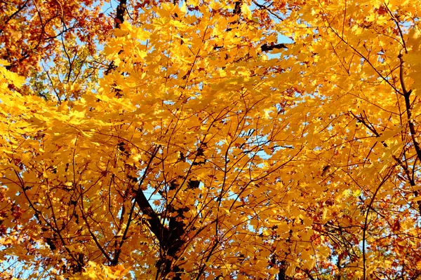 Яскраво-жовте кленове листя — стокове фото