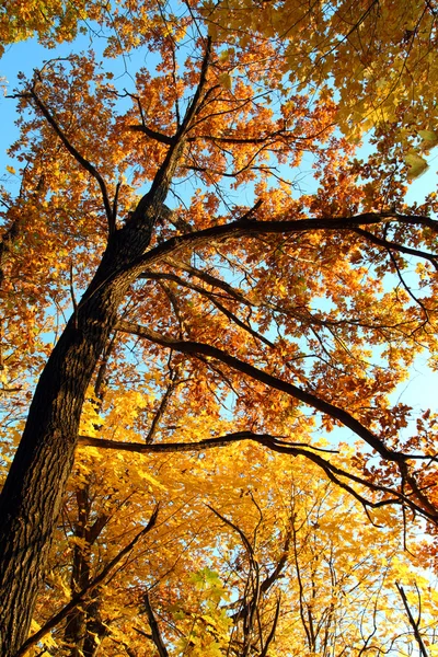 Herbstbaum im Sonnenuntergang — Stockfoto