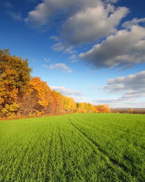 Podzimní krajina se zelená pole — Stock fotografie