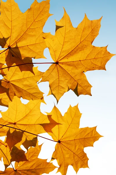 Herbst Apfel gelbe Blätter — Stockfoto