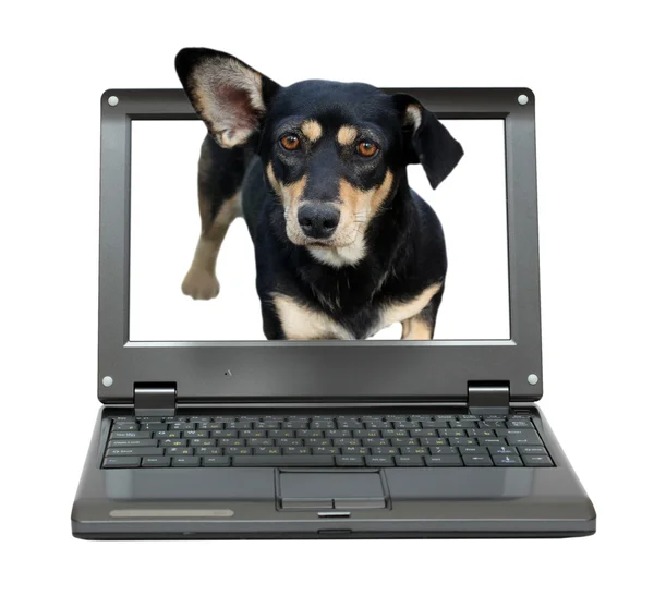 Μικρό φορητό υπολογιστή με το σκύλο — Φωτογραφία Αρχείου