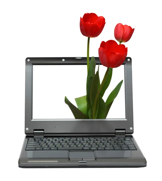 Laptop com buquê de tulipas — Fotografia de Stock