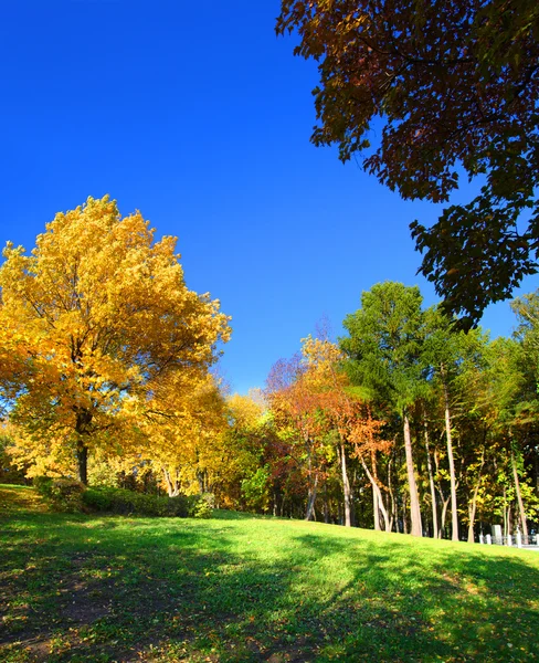 Landschaft mit Bäumen im Herbstpark — Stockfoto