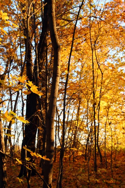 夕日の光の中で秋の木々 — ストック写真