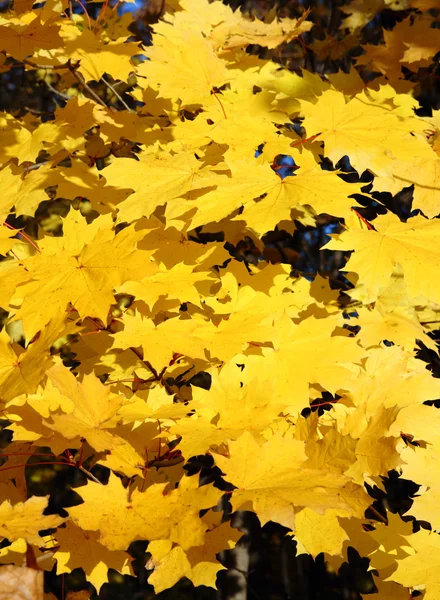 밝은 노란색 단풍 잎 — 스톡 사진