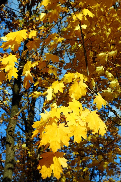 Leuchtend gelbe Ahornblätter — Stockfoto