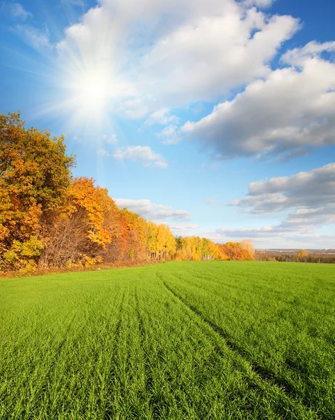 Podzimní krajina se zelená pole — Stock fotografie
