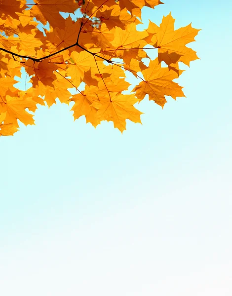 Ветка с осенью клен желтые листья и кописпаз — стоковое фото