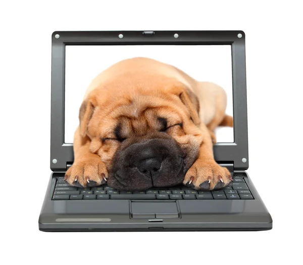 Laptop with sleeping puppy dog — Stock Photo, Image