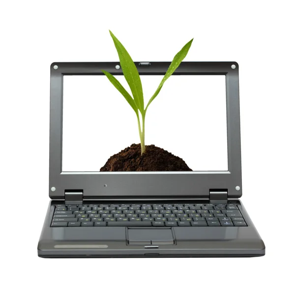 Laptop mit grünen Sprossen — Stockfoto