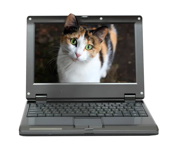 Маленький ноутбук с котом — стоковое фото