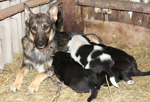Dog and newborn puppies — Stock Photo, Image