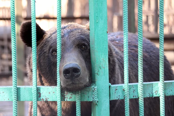 Медведь заперт в клетке зоопарка — стоковое фото