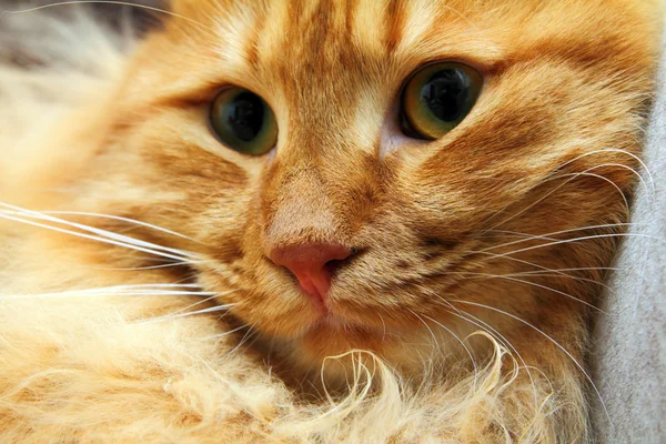 Bobtail röd katt porträtt — Stockfoto