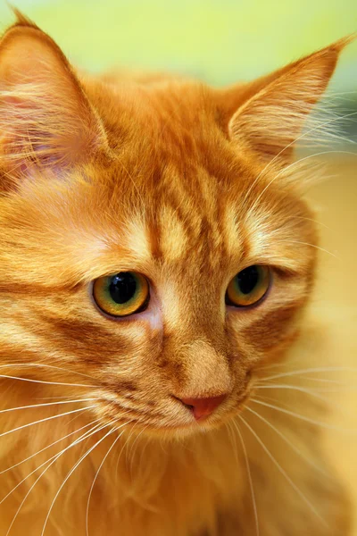 Bobtail rosso gatto ritratto — Foto Stock