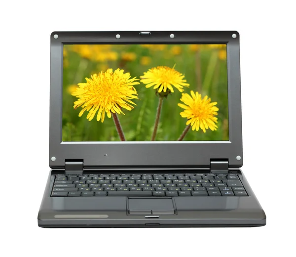 Laptop com dentes-de-leão no prado — Fotografia de Stock