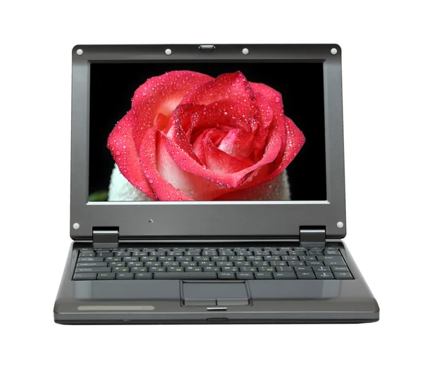 笔记本电脑与屏幕上的红玫瑰 — 图库照片