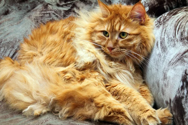 솜 털 꼬리 자른 고양이 — 스톡 사진