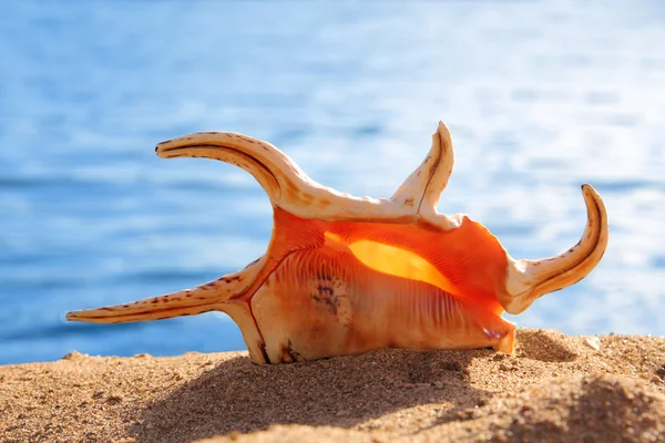 Помаранчевий seashell і море — стокове фото