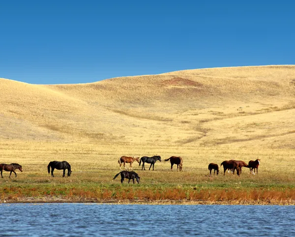Sarı tepeler üzerinde otlayan atlar — Stok fotoğraf