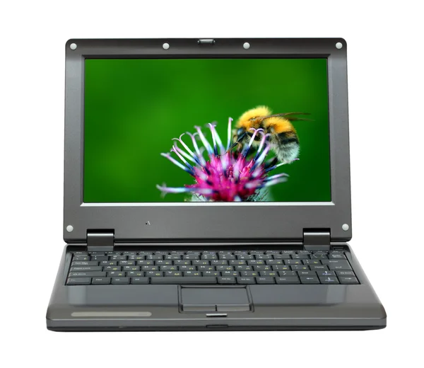 Laptop with bumble-bee on thistle flower — Stock Photo, Image