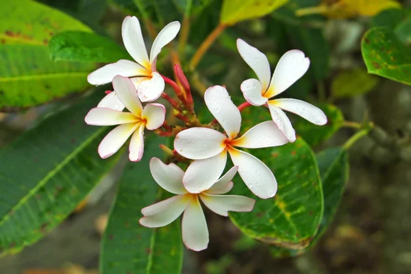 Τροπικά λουλούδια frangipani — Φωτογραφία Αρχείου