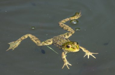 su üzerinde yüzen büyük yeşil kurbağa