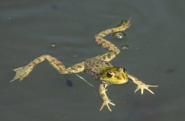 Big green frog floating on the water clipart