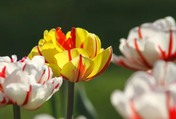 Close-up yellow tulip — Stock Photo, Image