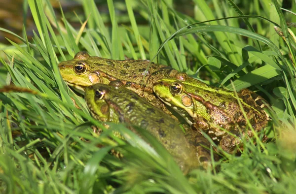 Tree big green frogs sitting in the grass — Stock Photo, Image