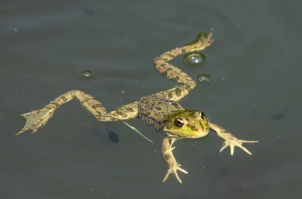 Grosse grenouille verte flottant sur l'eau — Photo