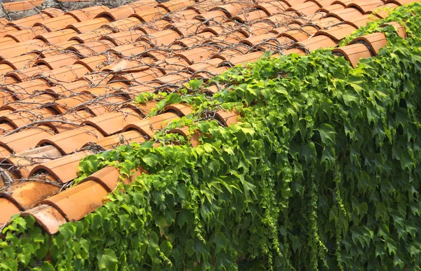 stock image Red tile roof