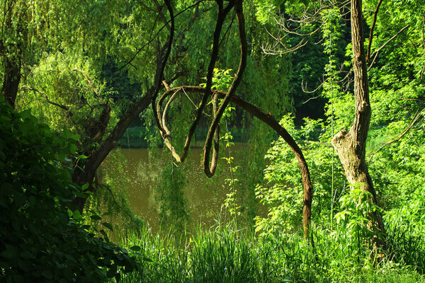 Summer forest with green trees, grass and small lake