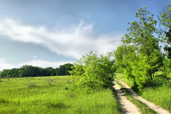 Bir yaz çayır üzerinde yürüme yolu — Stok fotoğraf