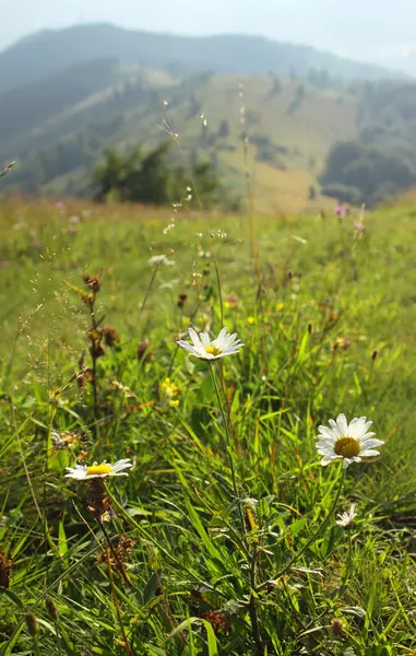 カルパチア山脈、ウクライナの緑の牧草地 — ストック写真