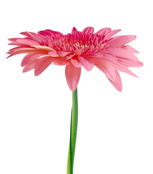 Pink Daisy — Stockfoto